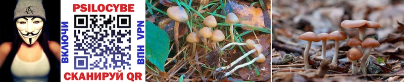 Псилоцибиновые грибы Psilocybine cubensis  купить наркоту  Ельня 